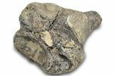 Fossil Mosasaur (Halisaurus) Thoracic Vertebra - Texas #284467-1